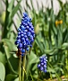 Muscari Armeniacum